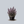 Load image into Gallery viewer, Midnight Masquerade Beardtongue
