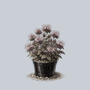 Midnight Oil Bee Balm