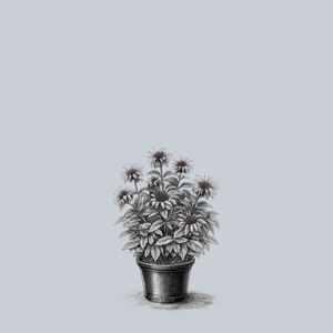 Midnight Oil Bee Balm