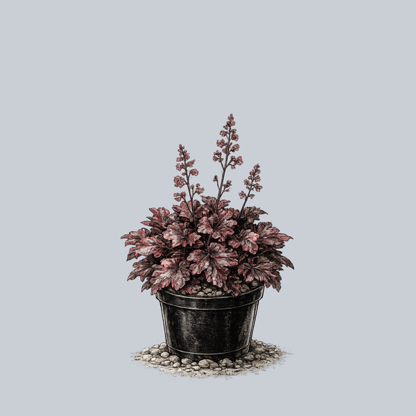 Midnight Rose Coral Bells