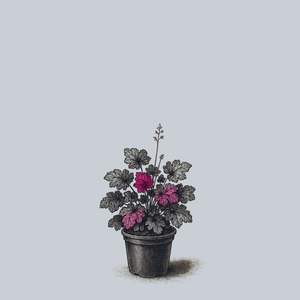 Midnight Rose Coral Bells