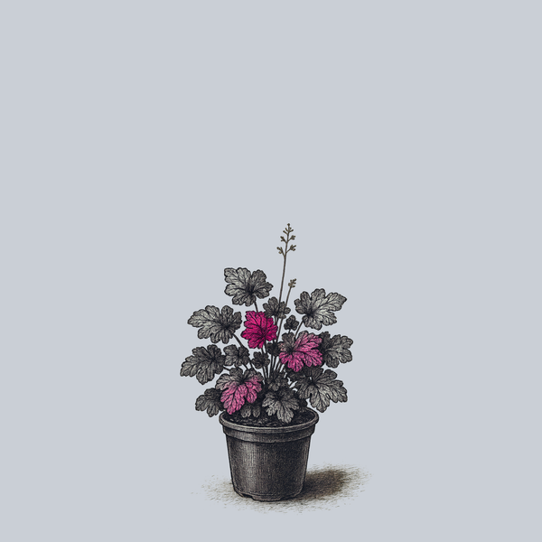 Midnight Rose Coral Bells