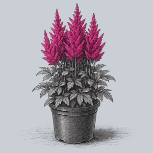 Mighty Chocolate Cherry Astilbe