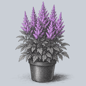 Mighty Pip Astilbe