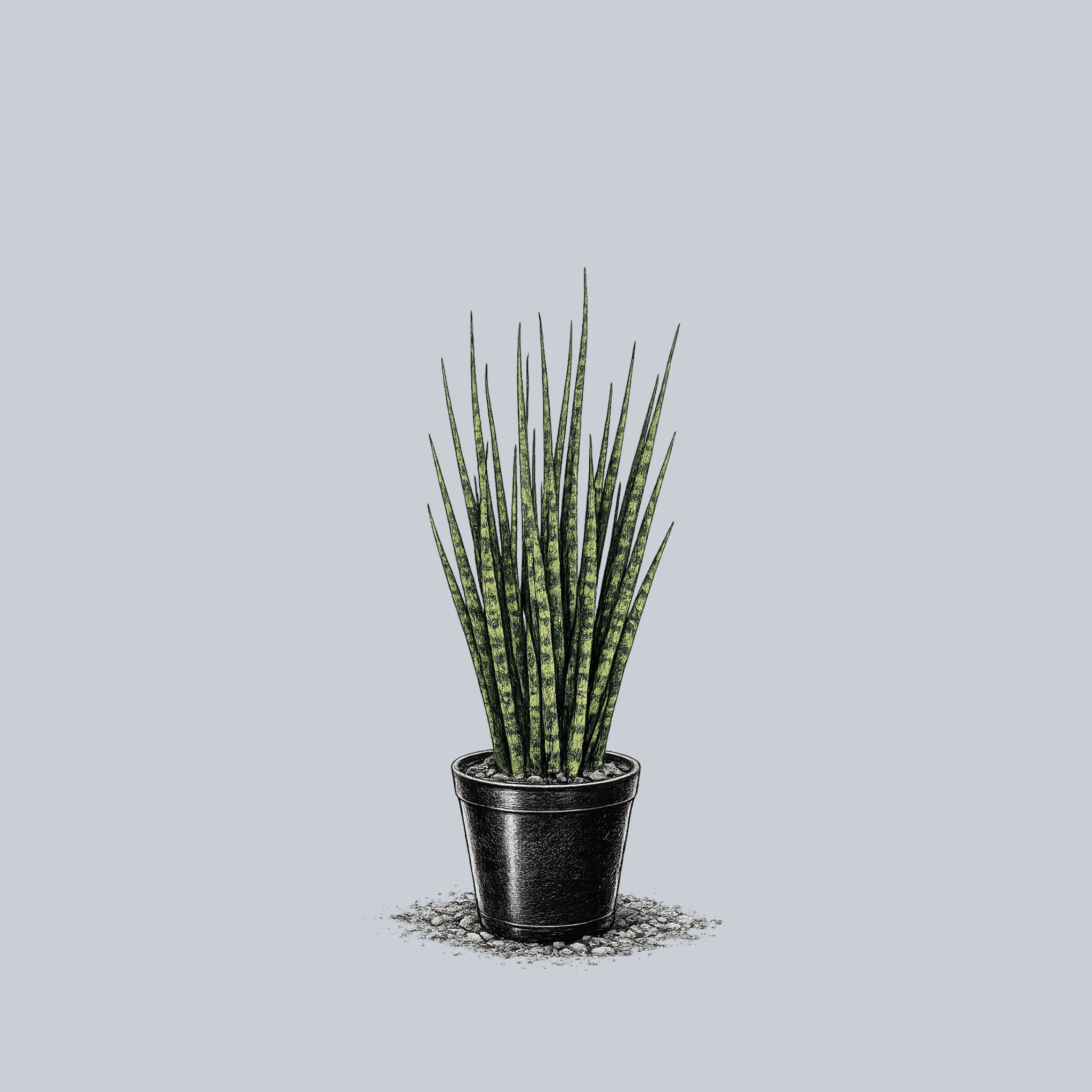 mature snake plant charlotte Mikado Snake Plant – Plant Detectives