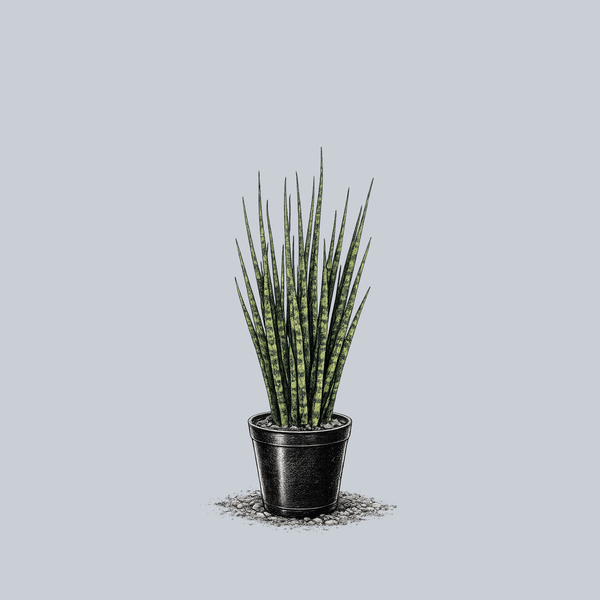 snake plant no drainage Mikado Snake Plant – Plant Detectives