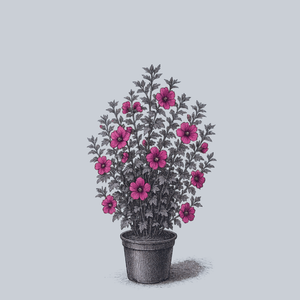 Minerva Rose of Sharon