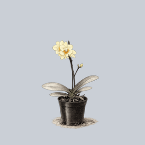 Miniature Moth Orchid
