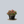 Load image into Gallery viewer, Mini Eos Crown of Thorns
