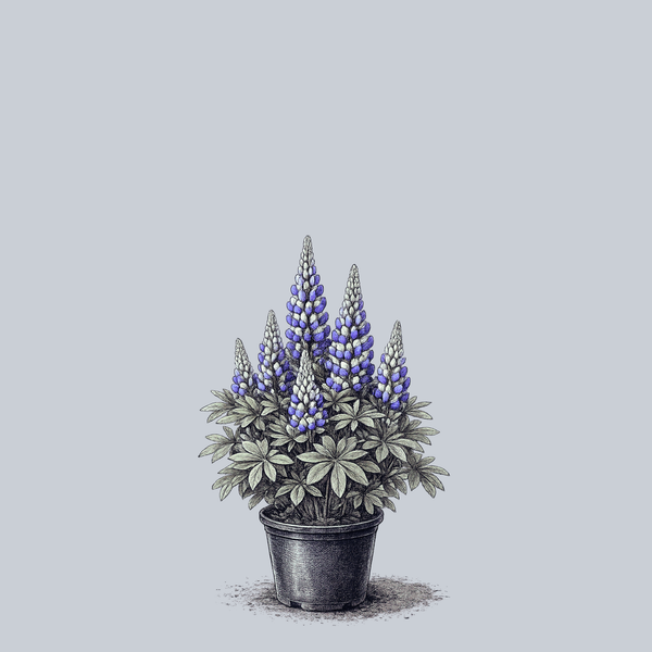 Mini Gallery Blue Bicolor Lupine