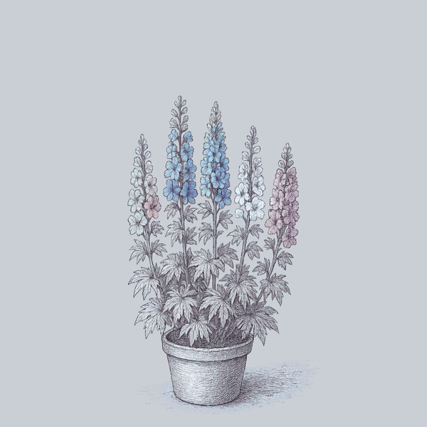 Mini Stars Delphinium