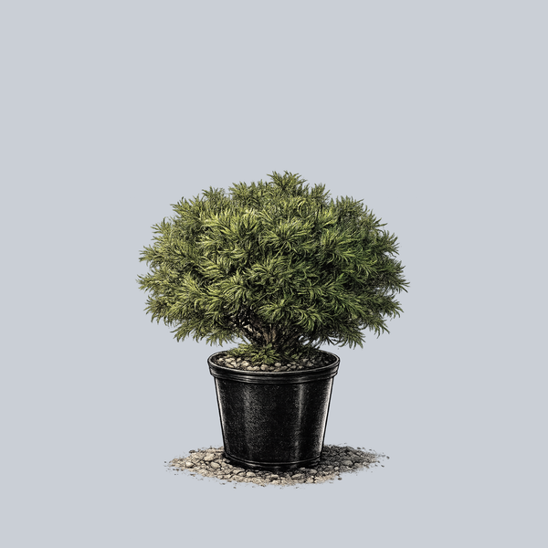 Mini Twists Eastern White Pine