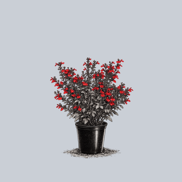 Mirage Cherry Red Autumn Sage