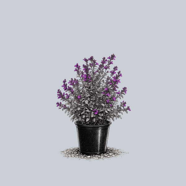 Mirage Deep Purple Autumn Sage