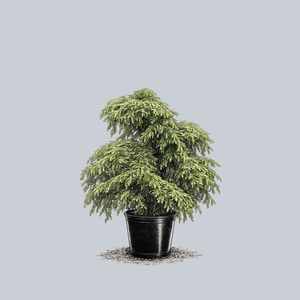 Miss Grace Weeping Dawn Redwood