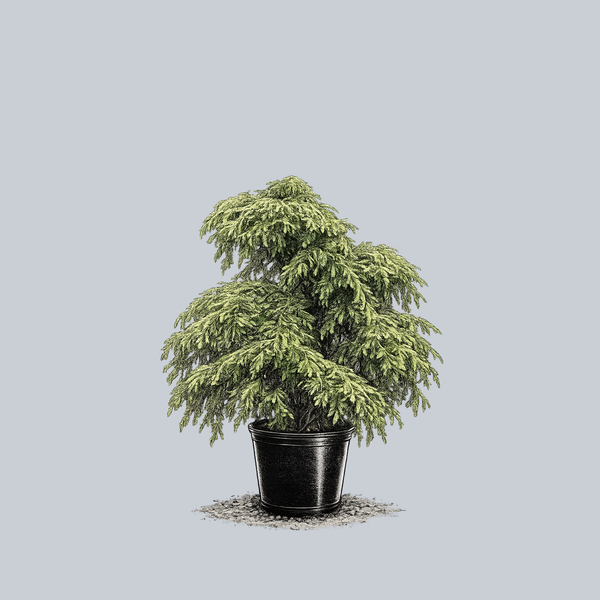 Miss Grace Weeping Dawn Redwood