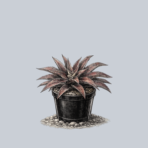 Mission to Mars Mangave