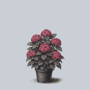 Miss Saori Bigleaf Hydrangea