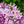 Load image into Gallery viewer, Miss Kim Lilac - Lilac - Shrubs
