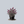 Load image into Gallery viewer, Miss Ruby Butterfly Bush
