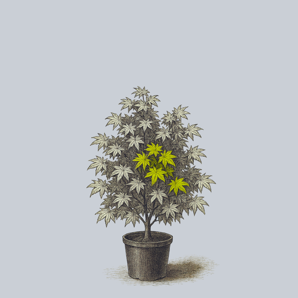 Mizuho Beni Japanese Maple