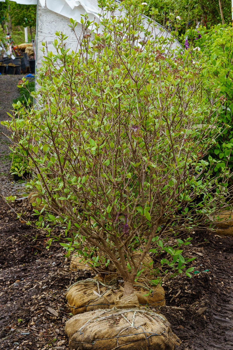 Mohawk Burkwood Viburnum – Plant Detectives