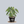 Load image into Gallery viewer, Mojito Elephant Ear
