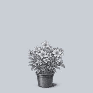 Molly's White Lenten Rose