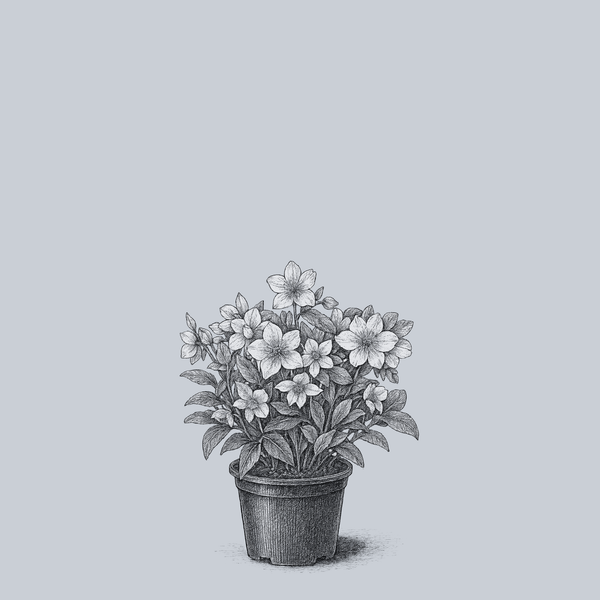 Molly's White Lenten Rose