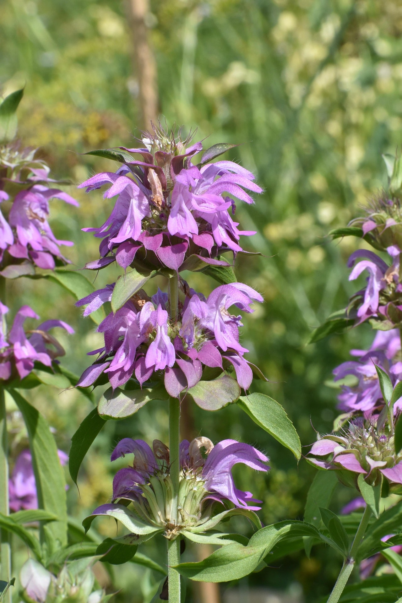 The Monarda Guide – Plant Detectives