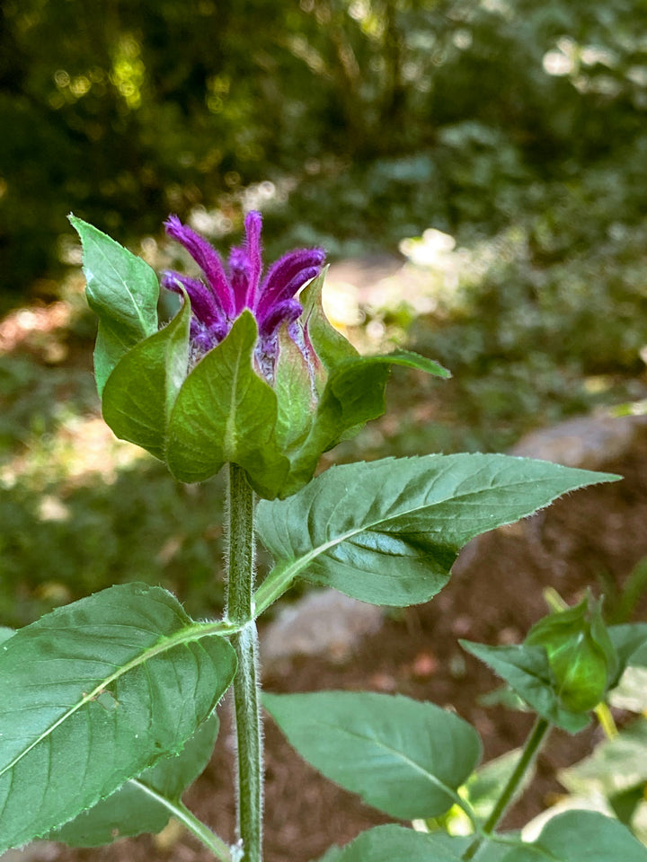 The Monarda Guide – Plant Detectives