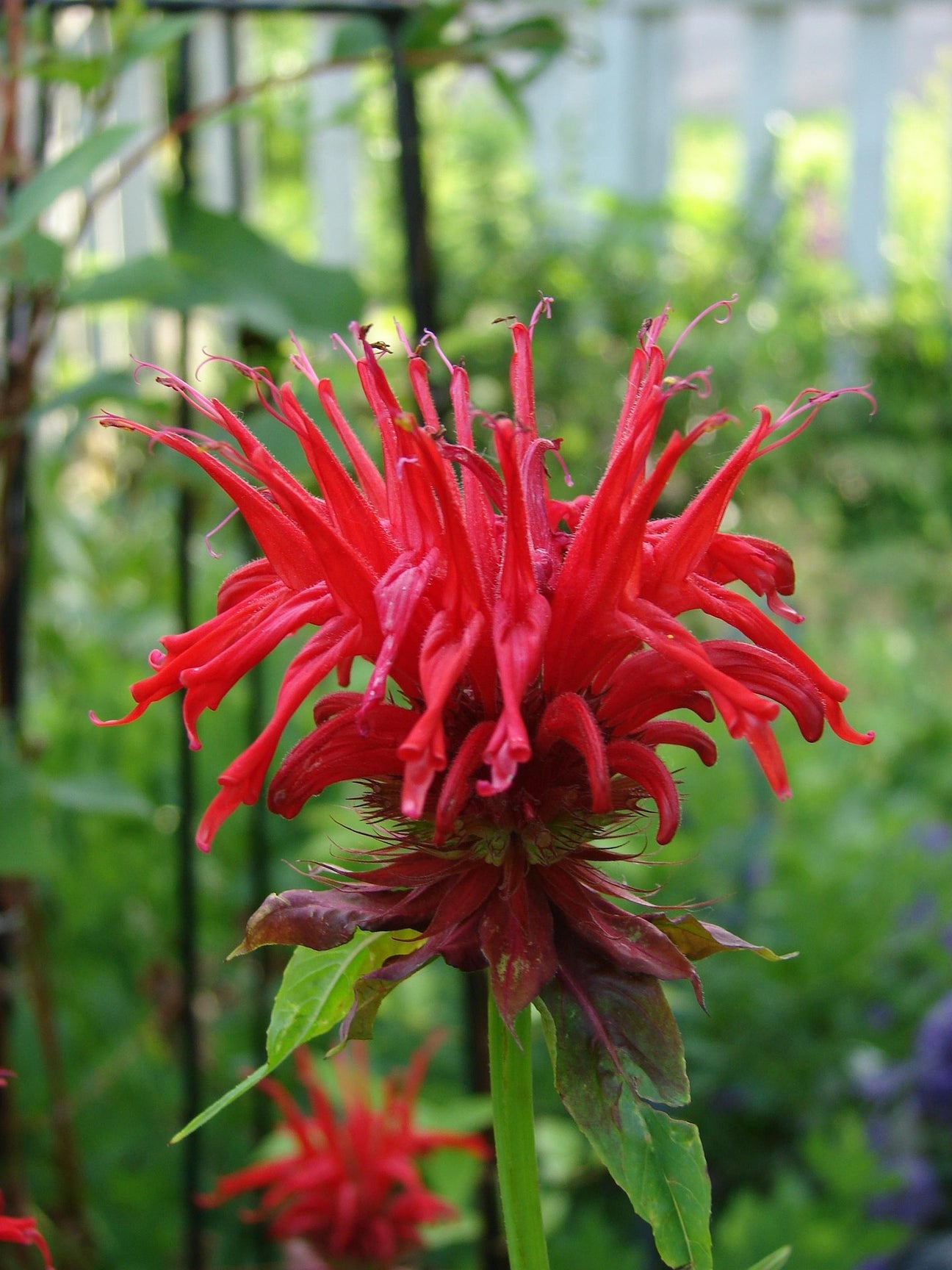 The Monarda Guide – Plant Detectives