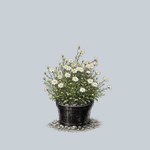 Mongolian Aster