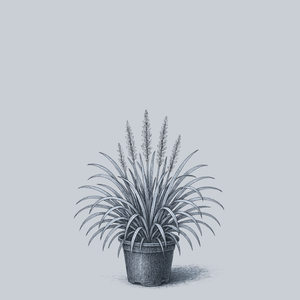 Monroe's White Lilyturf