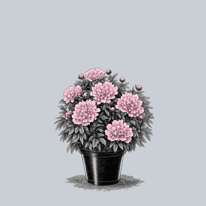 Monsieur Jules Elie Peony