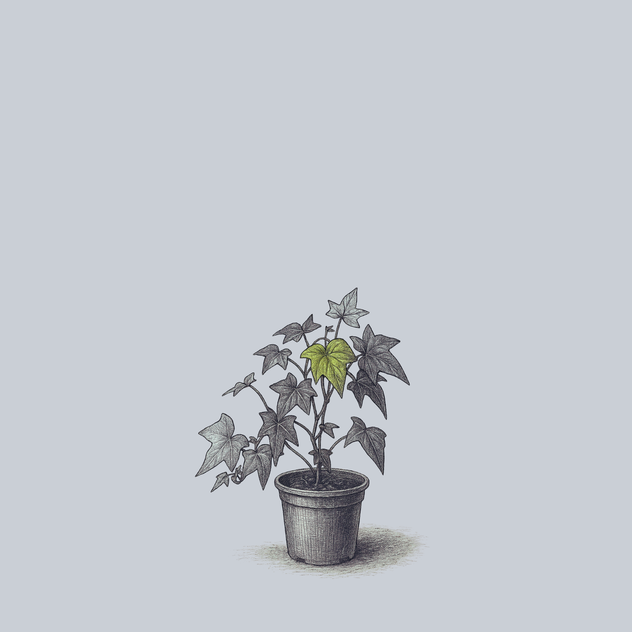 Montgomery Algerian Ivy – Plant Detectives