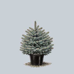 Montgomery Blue Spruce
