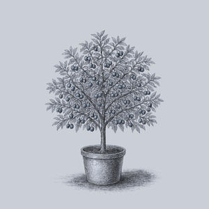 Montmorency Sour Cherry