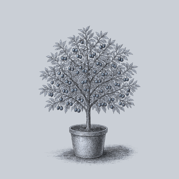 Montmorency Sour Cherry