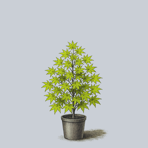 梅モン Mon Zukushi Japanese Maple – Plant Detectives
