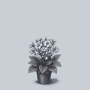 Moondance Lenten Rose