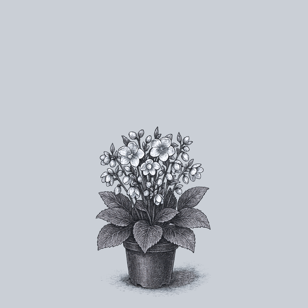 Moondance Lenten Rose