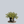 Load image into Gallery viewer, Moonshadow Wintercreeper
