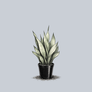Moonshine Snake Plant