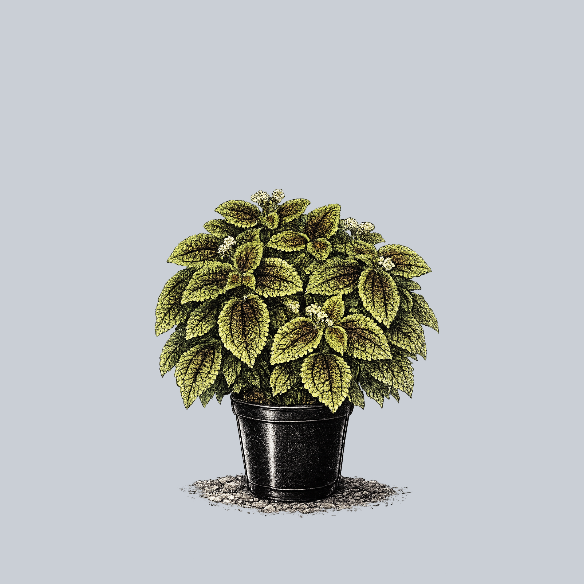 Moon Valley Pilea – Plant Detectives