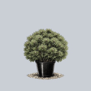 Mops Mugo Pine