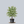 Load image into Gallery viewer, Morning Sunshine Kousa Dogwood

