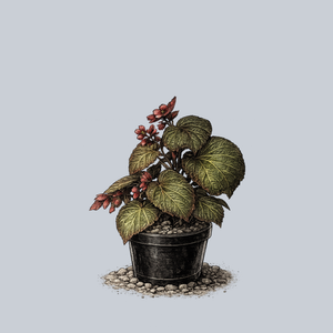 Morocco Begonia