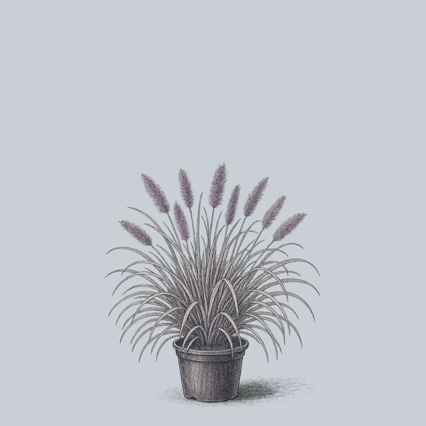 Moudry Fountain Grass