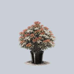 Mountain Fire Pieris